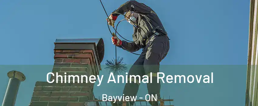  Chimney Animal Removal Bayview - ON