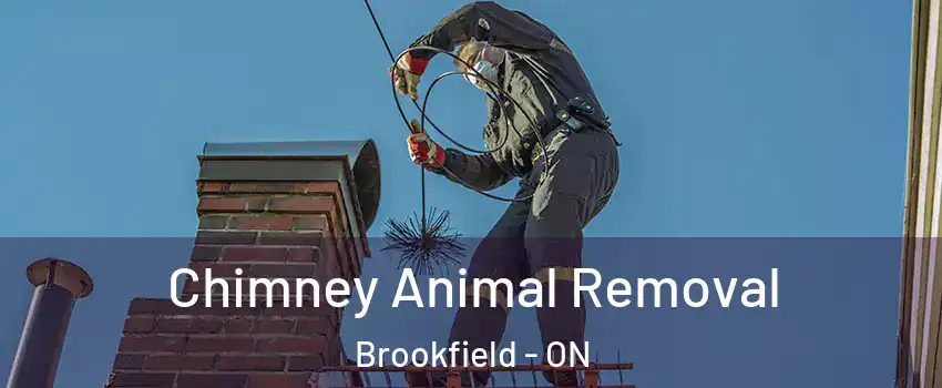 Chimney Animal Removal Brookfield - ON
