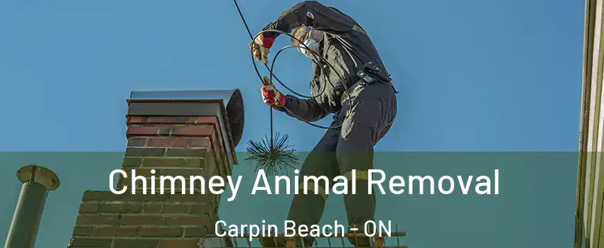  Chimney Animal Removal Carpin Beach - ON