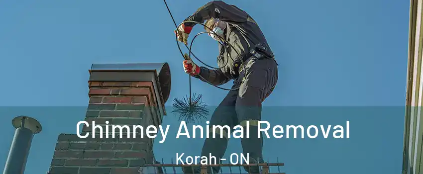  Chimney Animal Removal Korah - ON
