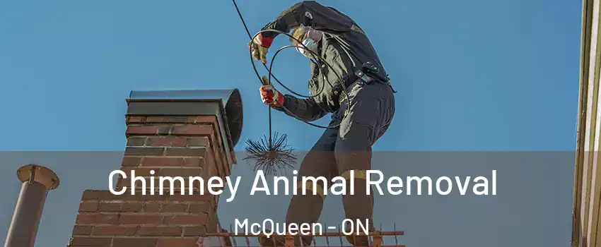  Chimney Animal Removal McQueen - ON