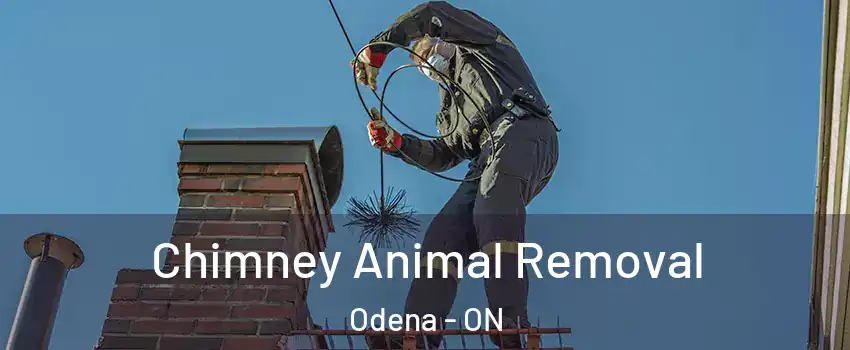  Chimney Animal Removal Odena - ON