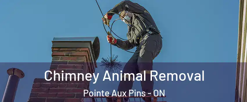  Chimney Animal Removal Pointe Aux Pins - ON