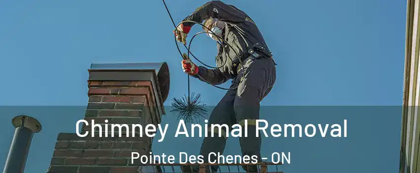  Chimney Animal Removal Pointe Des Chenes - ON