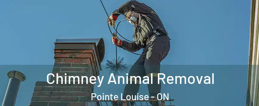  Chimney Animal Removal Pointe Louise - ON