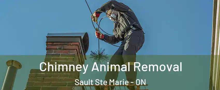  Chimney Animal Removal Sault Ste Marie - ON