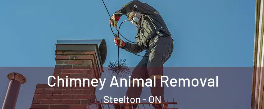  Chimney Animal Removal Steelton - ON