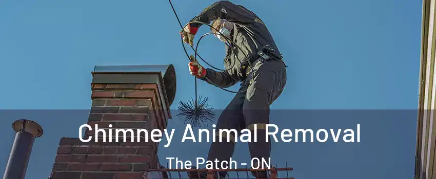  Chimney Animal Removal The Patch - ON